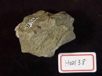 藏品(腹足類化石)的圖片